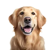Dog Icon